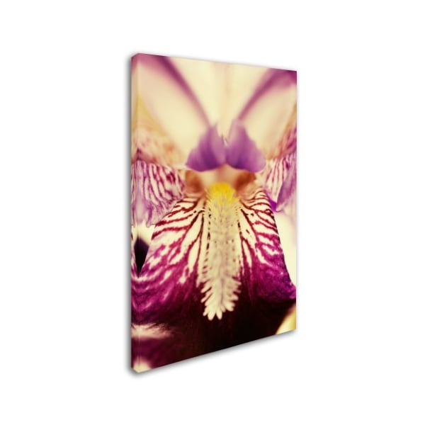 PIPA Fine Art 'Antiqued Iris' Canvas Art,30x47